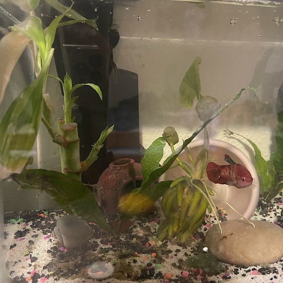 Fish tank